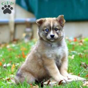 Khloe, Pomsky Puppy
