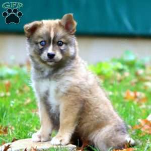 Khloe, Pomsky Puppy