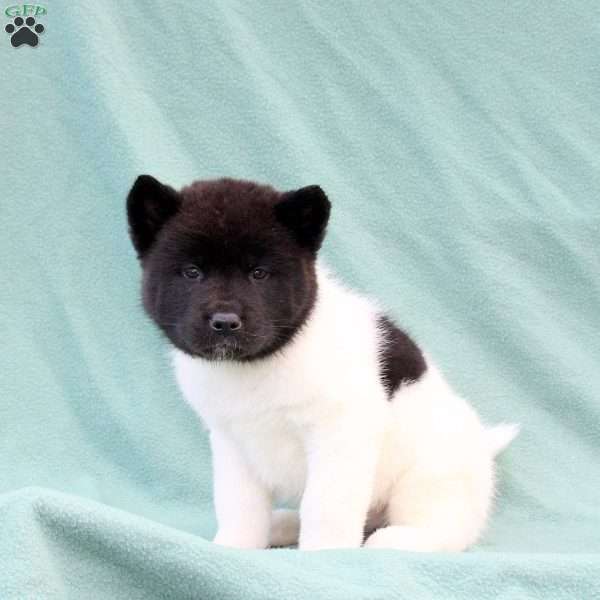 Kia, Akita Puppy