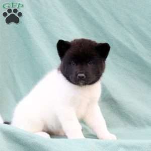 Kia, Akita Puppy