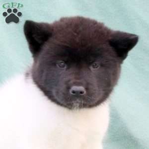 Kia, Akita Puppy