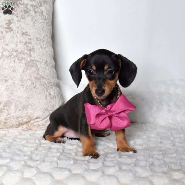 Kiley, Dachshund Mix Puppy