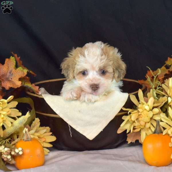 Kiley, Teddy Bear Puppy