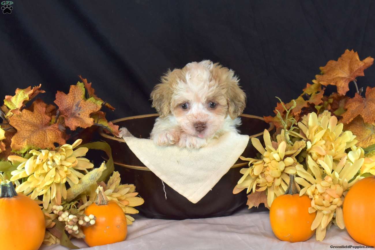 Kiley (Teddy Bear, Female) in Manheim, PA