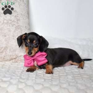 Kiley, Dachshund Mix Puppy
