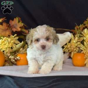 Kiley, Teddy Bear Puppy