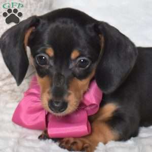 Kiley, Dachshund Mix Puppy