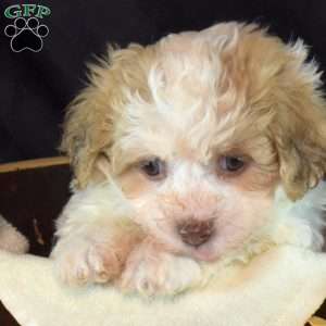 Kiley, Teddy Bear Puppy