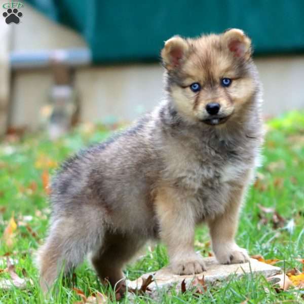 Kimberly, Pomsky Puppy