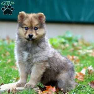 Kimberly, Pomsky Puppy