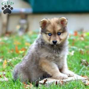 Kimberly, Pomsky Puppy