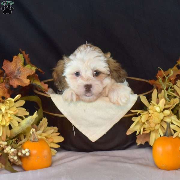 Kimmy, Teddy Bear Puppy