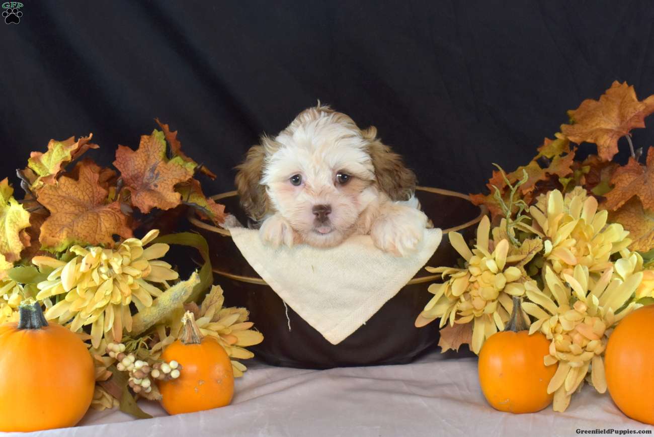Kimmy (Teddy Bear, Female) in Manheim, PA