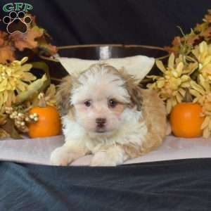 Kimmy, Teddy Bear Puppy
