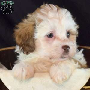 Kimmy, Teddy Bear Puppy