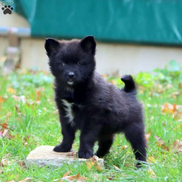 Kina, Pomsky Puppy