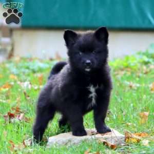 Kina, Pomsky Puppy
