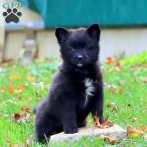 Kina, Pomsky Puppy