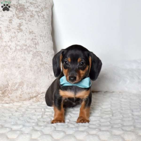 King, Dachshund Mix Puppy