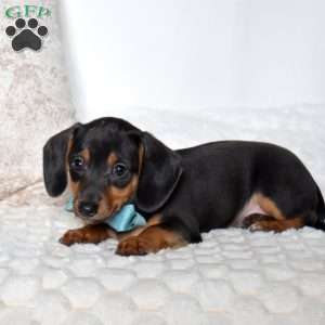 King, Dachshund Mix Puppy