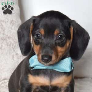 King, Dachshund Mix Puppy