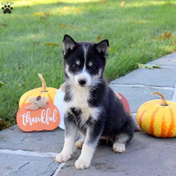 Kipper, Pomsky Puppy