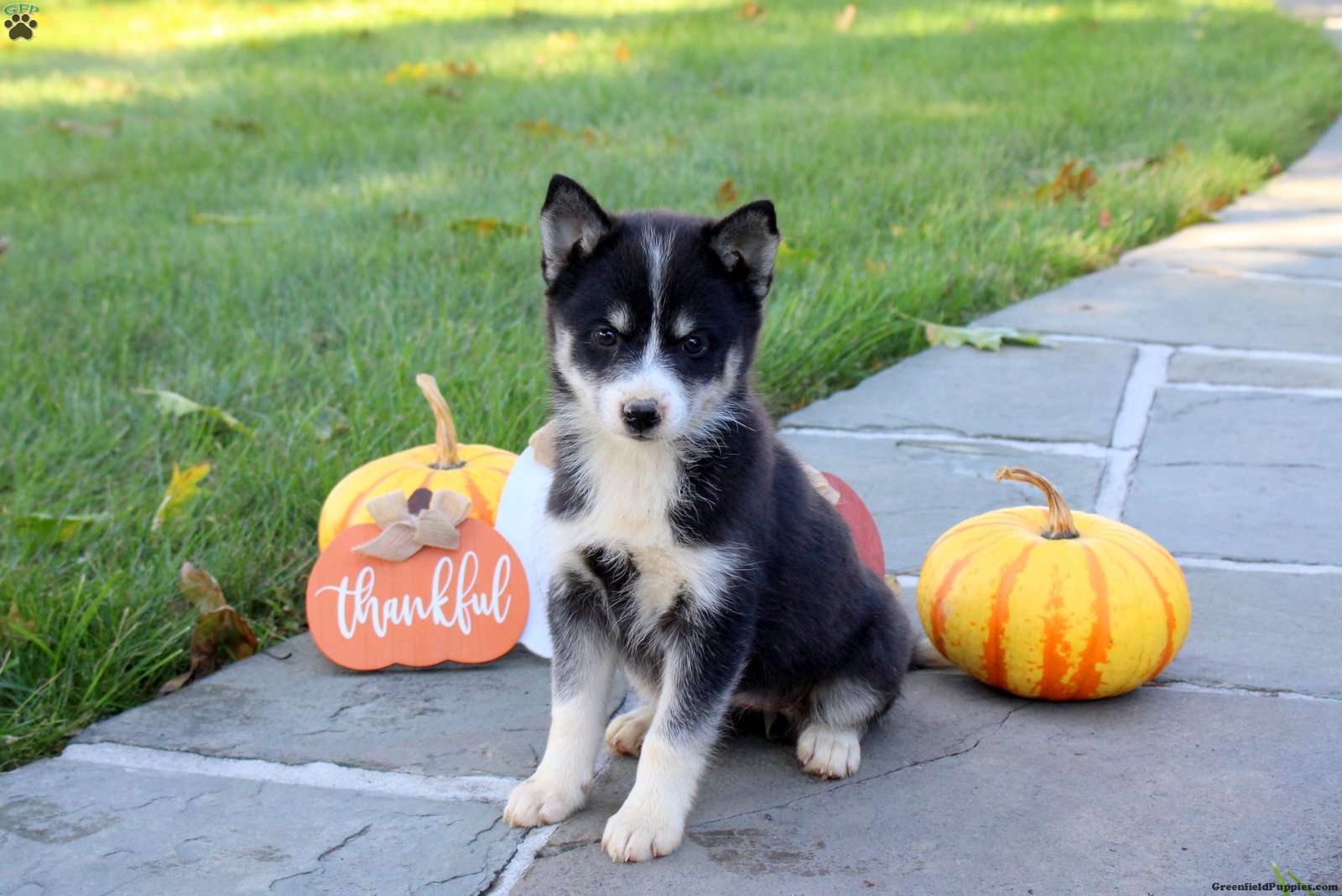 Kipper (Pomsky, Female) in Lititz, PA