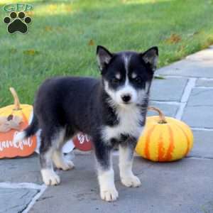 Kipper, Pomsky Puppy