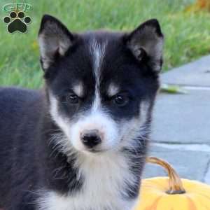 Kipper, Pomsky Puppy