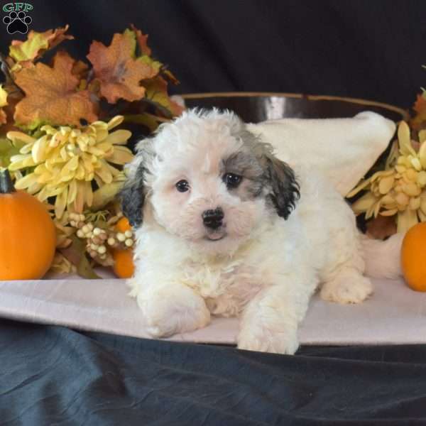 Kipper, Teddy Bear Puppy