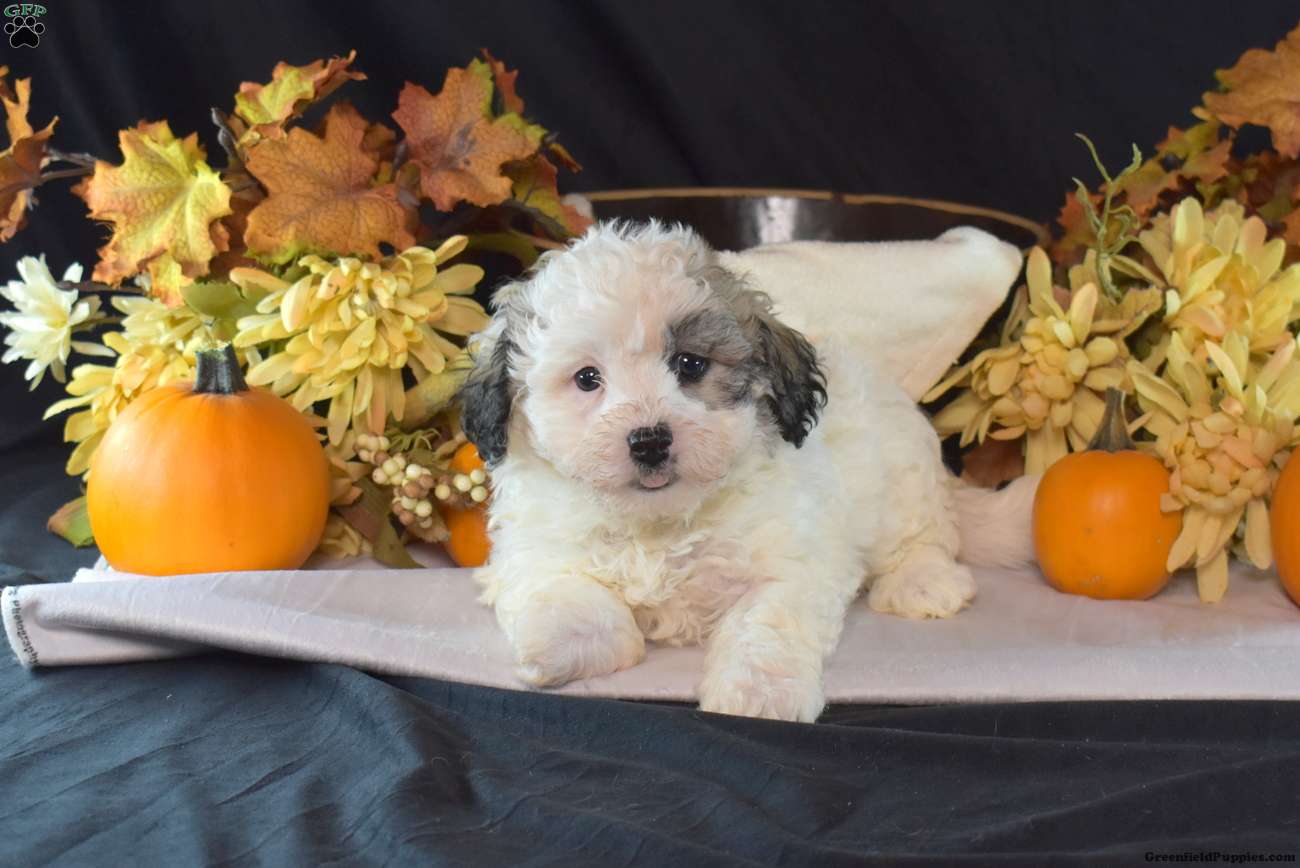 Kipper (Teddy Bear, Male) in Manheim, PA