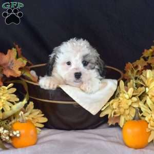 Kipper, Teddy Bear Puppy