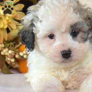 Kipper, Teddy Bear Puppy