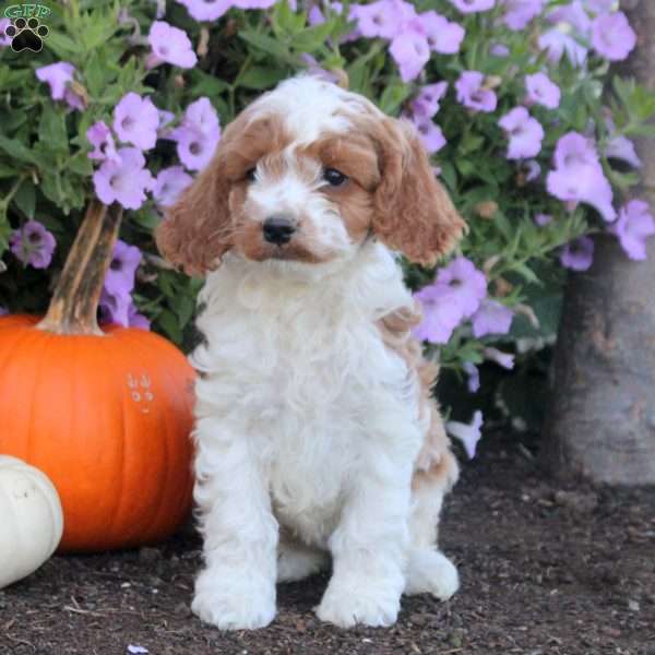 Kira, Cockapoo Puppy