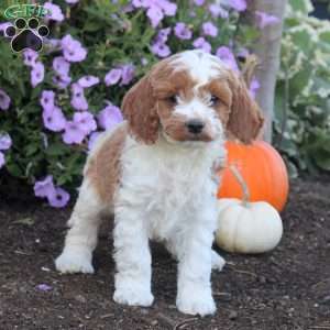 Kira, Cockapoo Puppy