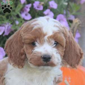 Kira, Cockapoo Puppy