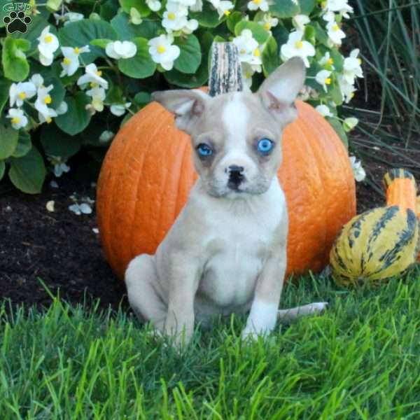 Kiri, Boston Terrier Puppy