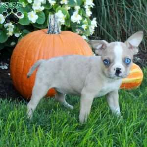 Kiri, Boston Terrier Puppy