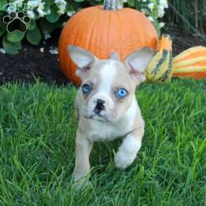 Kiri, Boston Terrier Puppy
