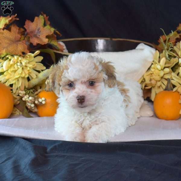 Kit Kat, Teddy Bear Puppy