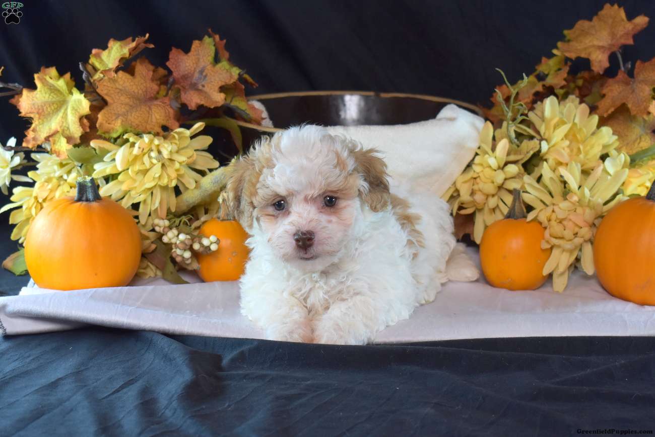 Teddy Bear (Teddy Bear, Female) in Manheim, PA