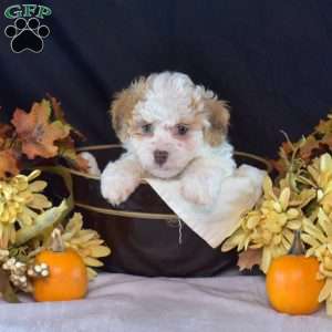 Kit Kat, Teddy Bear Puppy