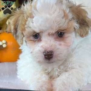 Kit Kat, Teddy Bear Puppy