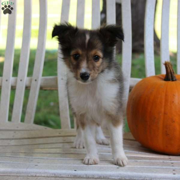 Kit Kat, Sheltie Puppy