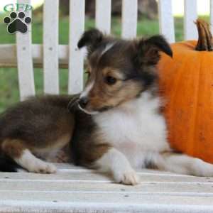 Kit Kat, Sheltie Puppy