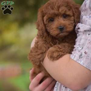 Kitty, Cavapoo Puppy