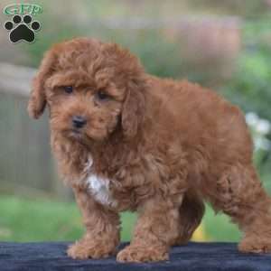 Kitty, Cavapoo Puppy