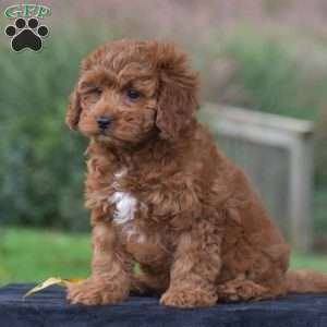 Kitty, Cavapoo Puppy