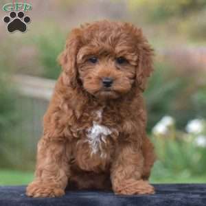 Kitty, Cavapoo Puppy