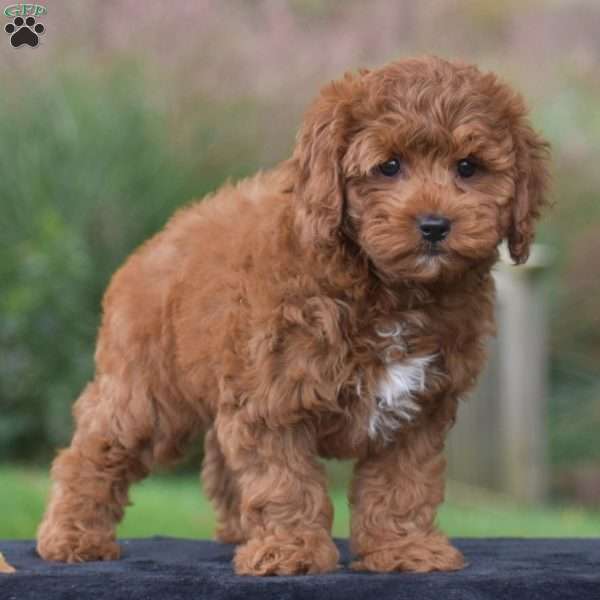 Kitty, Cavapoo Puppy